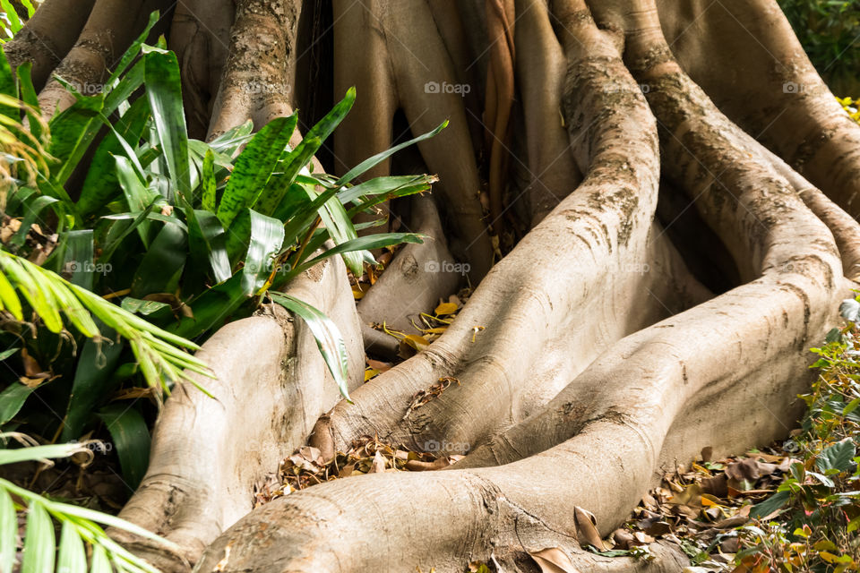 Root of tree in the forest