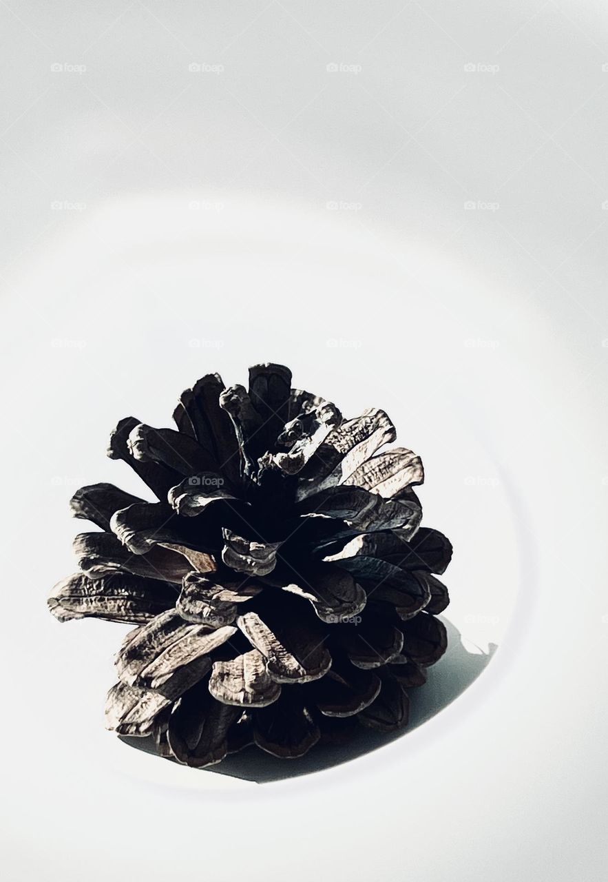Pine cone