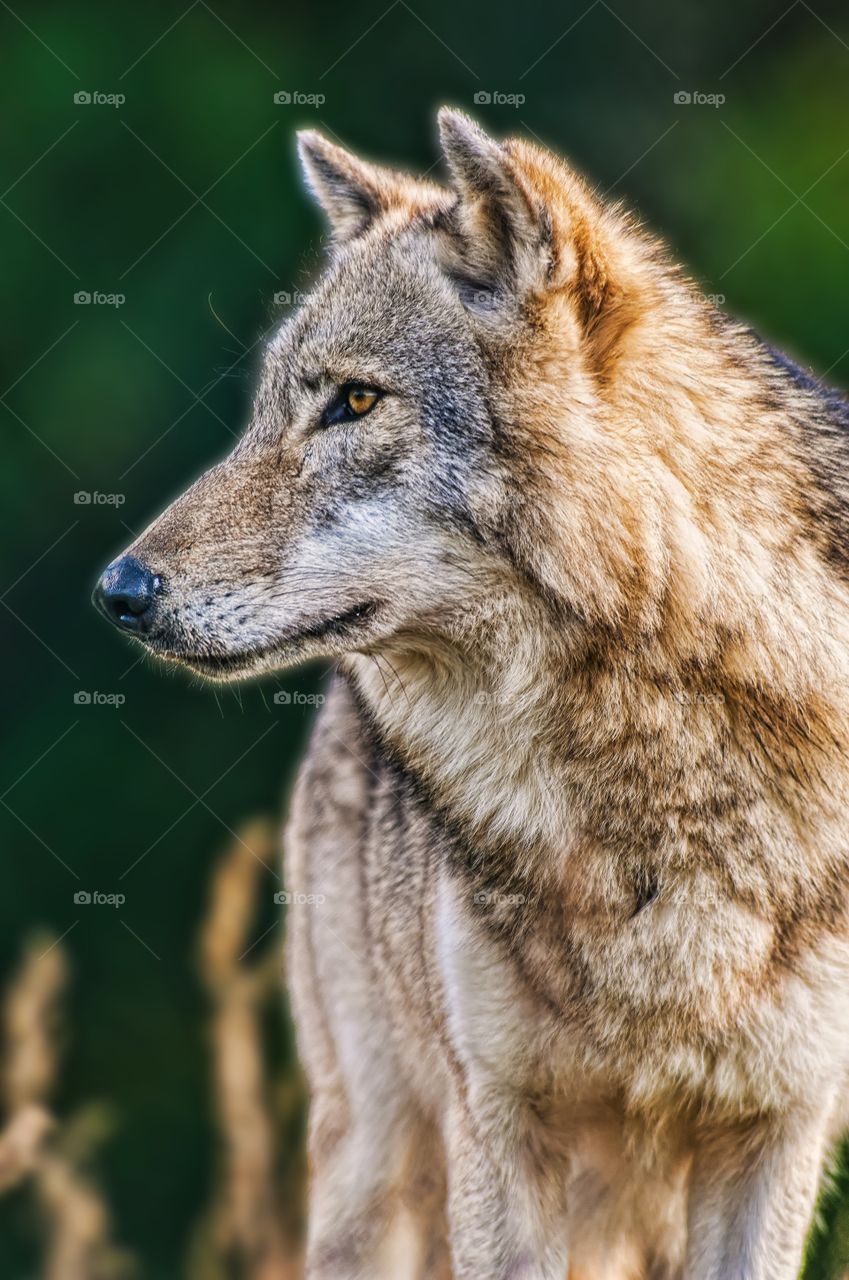 The leader of the pack. A handsome wolf in profile portrait.