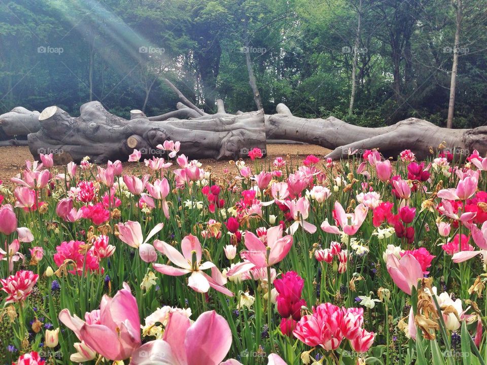 The tulip/ flower gardens in Keukenhof , the Netherlands ( holland) 
