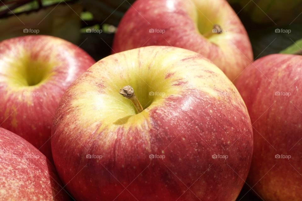 Close up of a bunch of apples