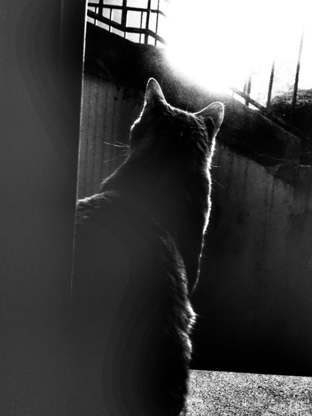 Cats black and white 