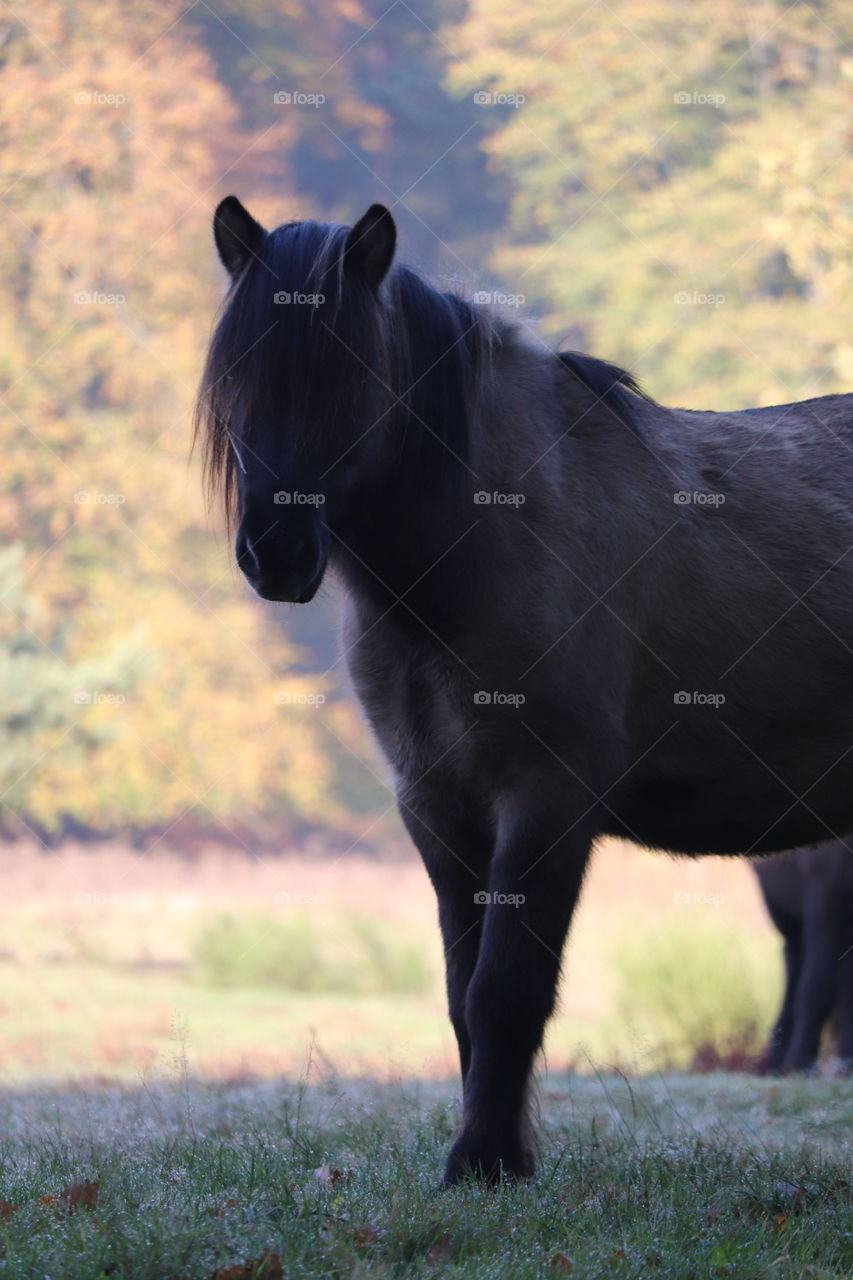 Horse Veluwezoom 
