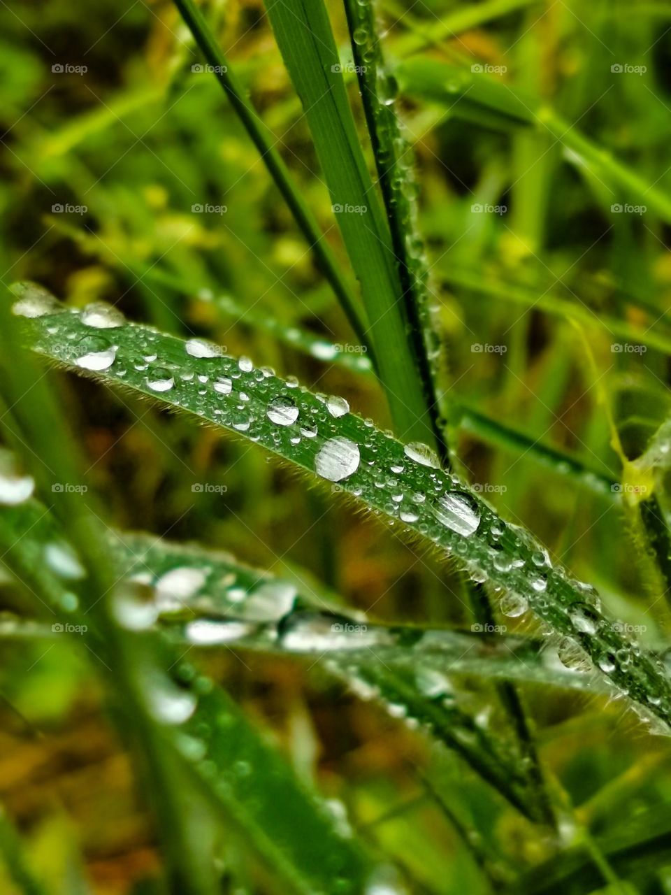 Rain drops
