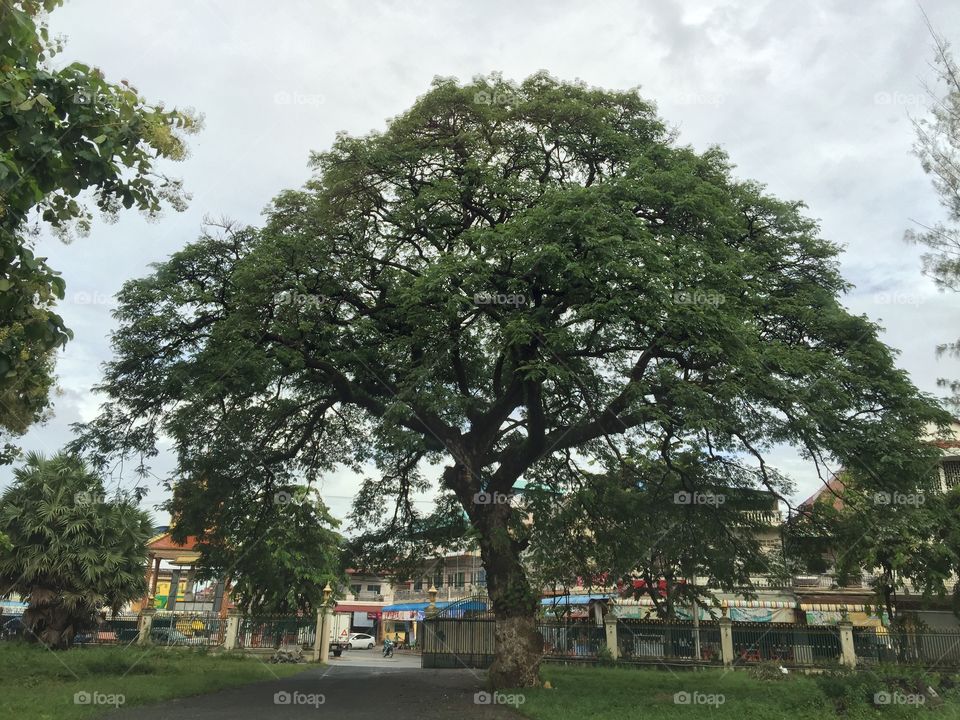 Big Tree in Kompong Chhnang province