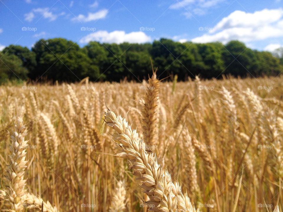 Harvest