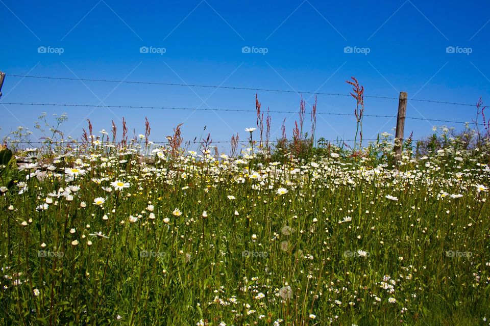 Oxeye Daisy
