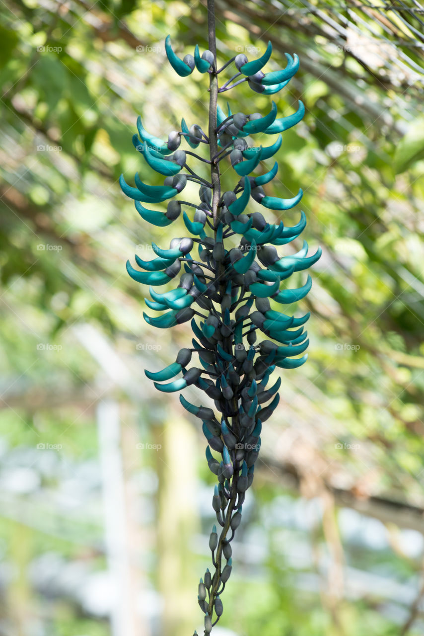 Close-up of a blue chilli