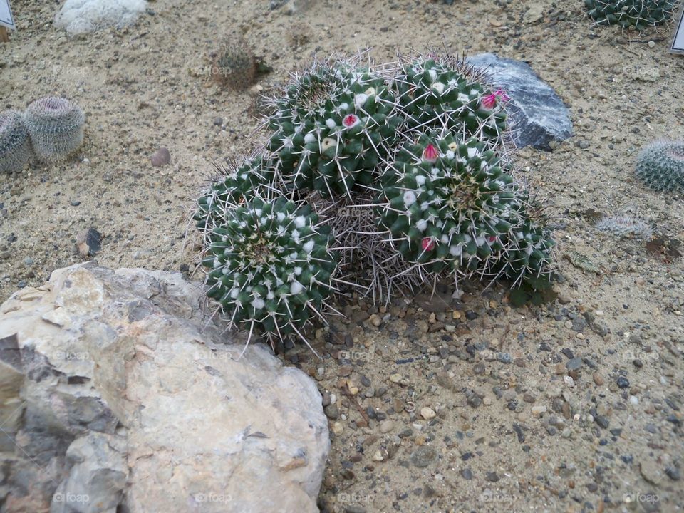 cactus