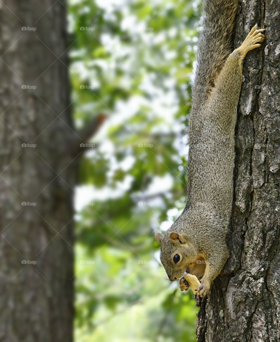 Squirrel, Tree, Nature, Wood, Wildlife