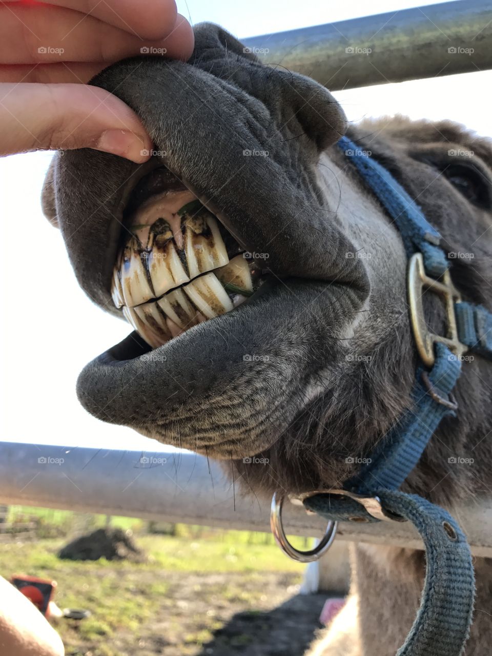 Donkey teeth! 🤣