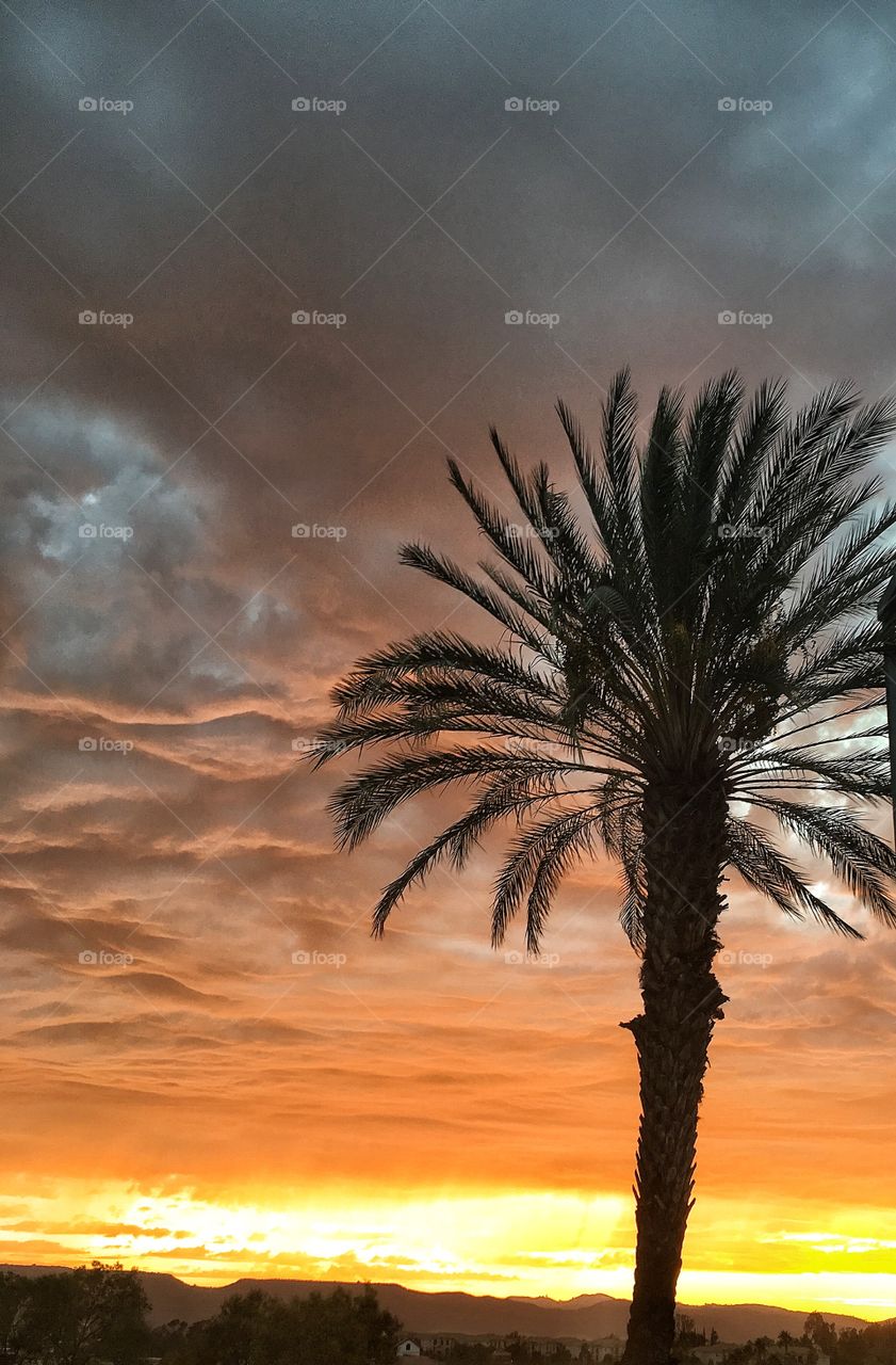 Palm sunset 