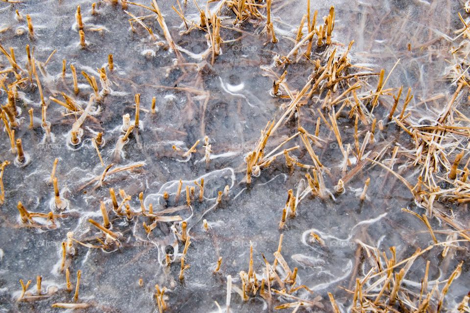 Frost on dried grass