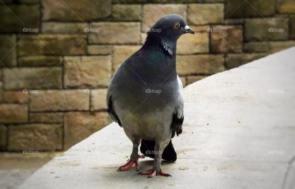 dove