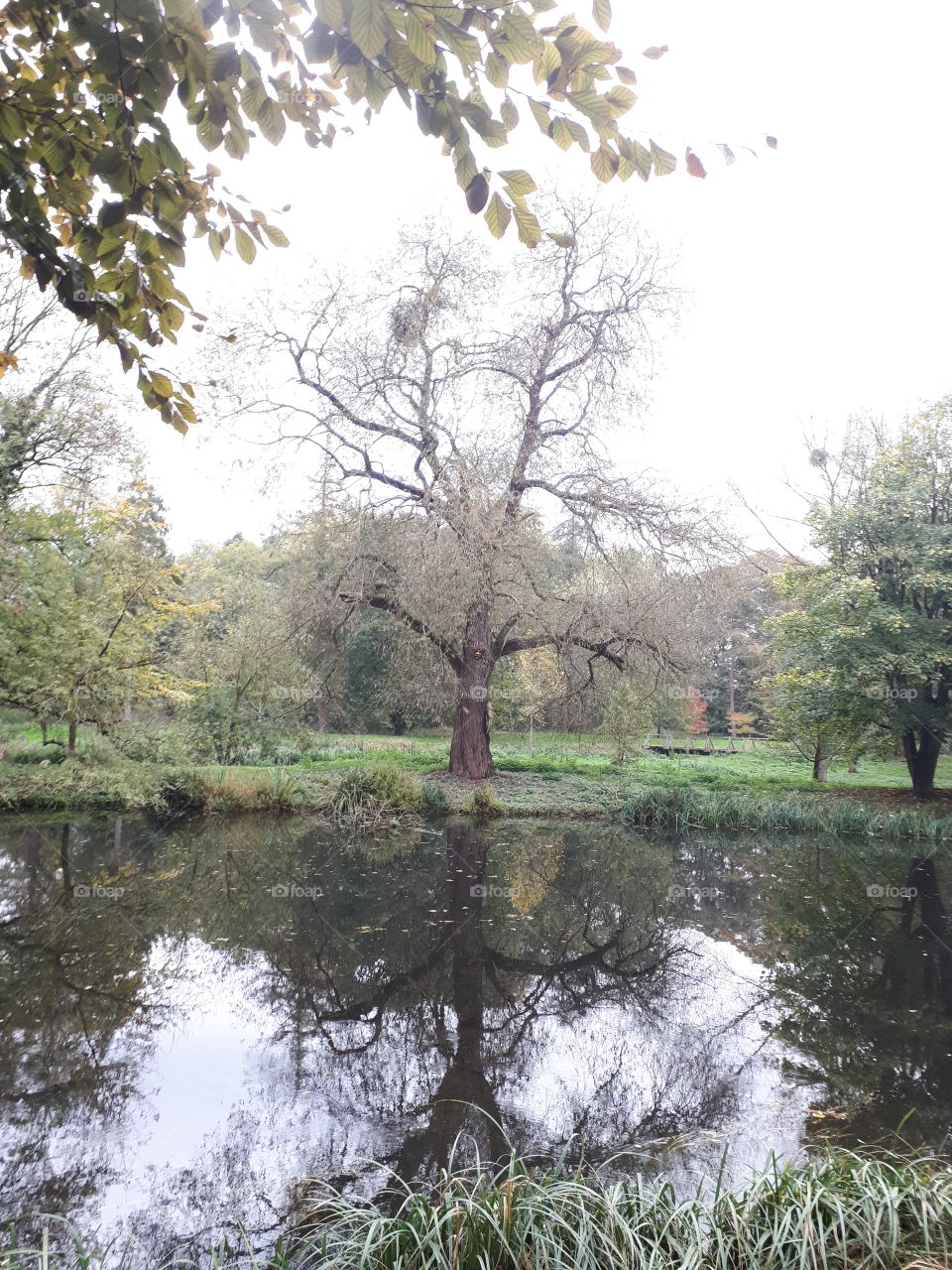 Tree, Nature, Landscape, Water, Environment