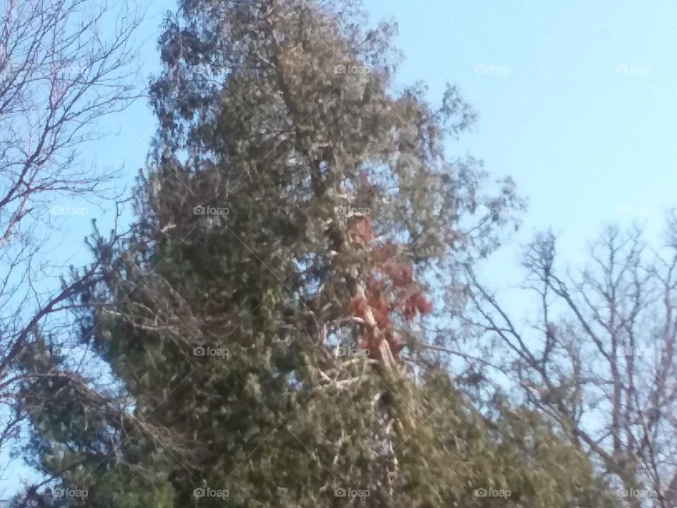 Cedar tree tops
