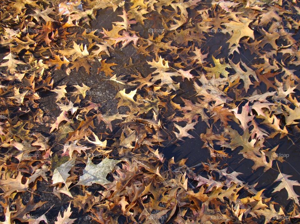 Dead leaves 