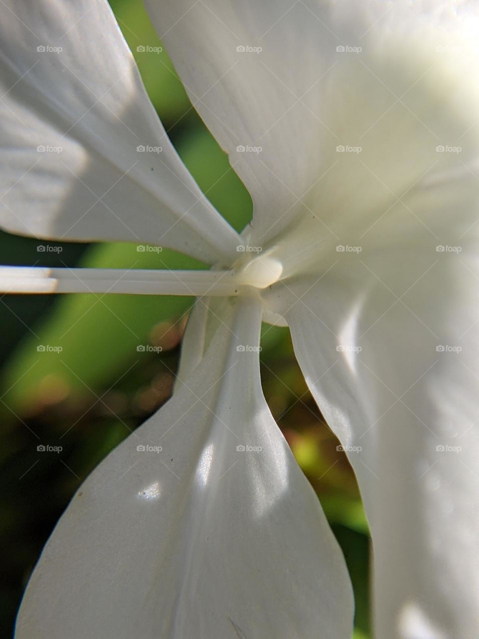 White flower