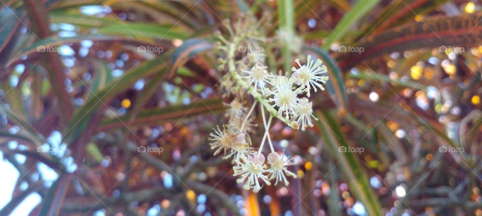 naturelove, beautiful flowers, morning