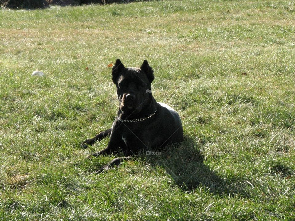 Athena, Cane Corso, Italian Mastiff, beautiful dog, backyard 