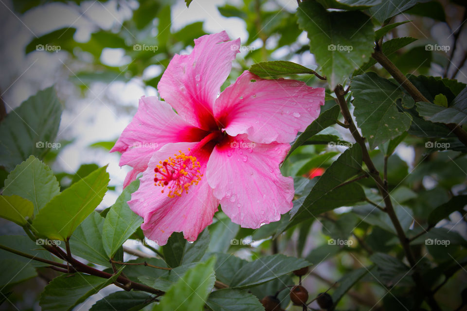 Pink hawaii-rose