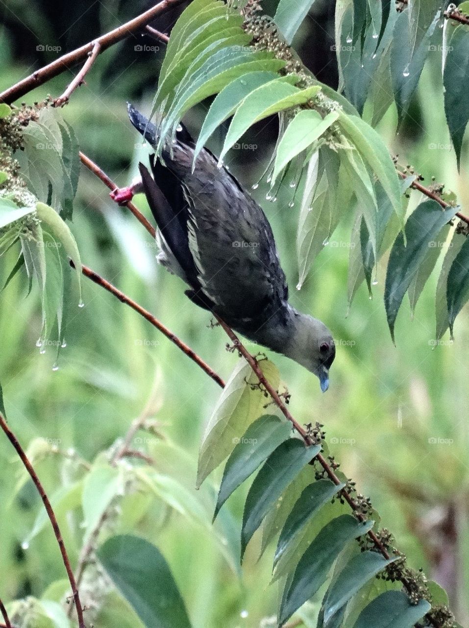 Bird on tree branch