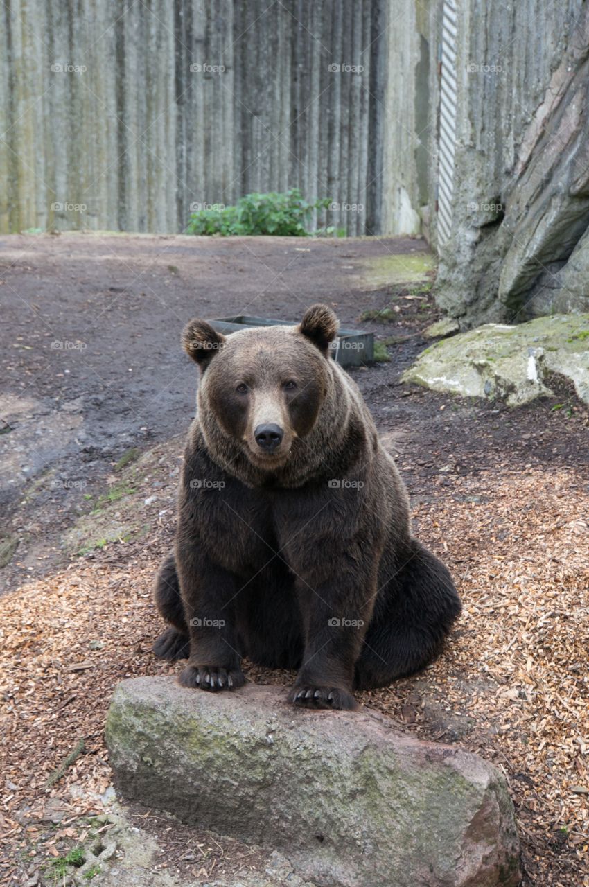 Brown bear 