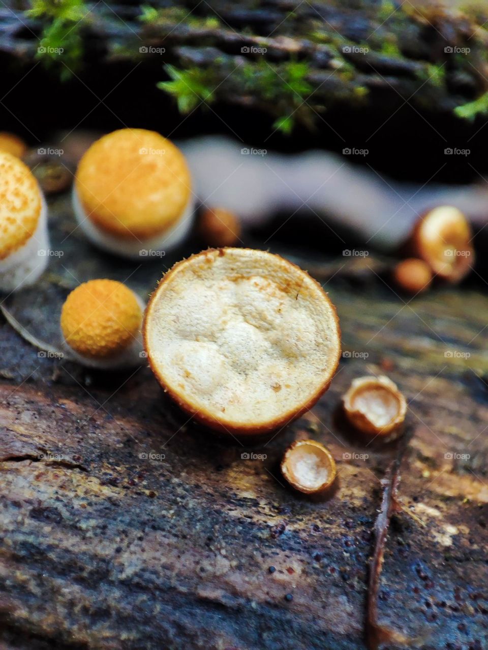 Tiny interesting unusual mushrooms Crucibulum laeve macro
