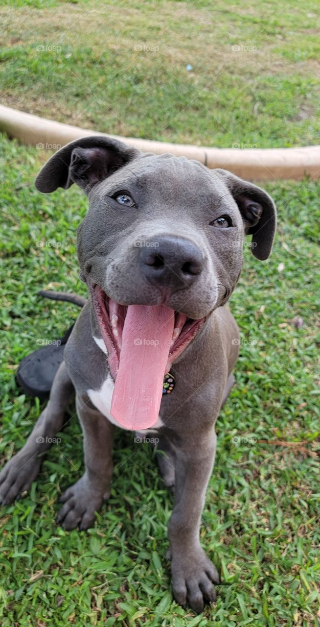 Puppy smiles all day every day