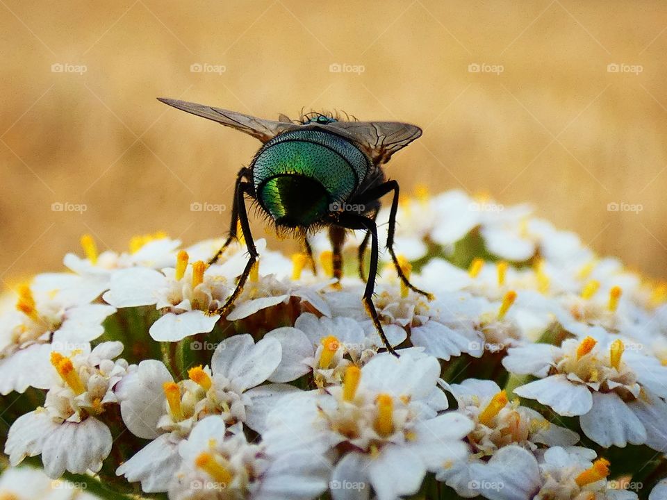 fly on a flower