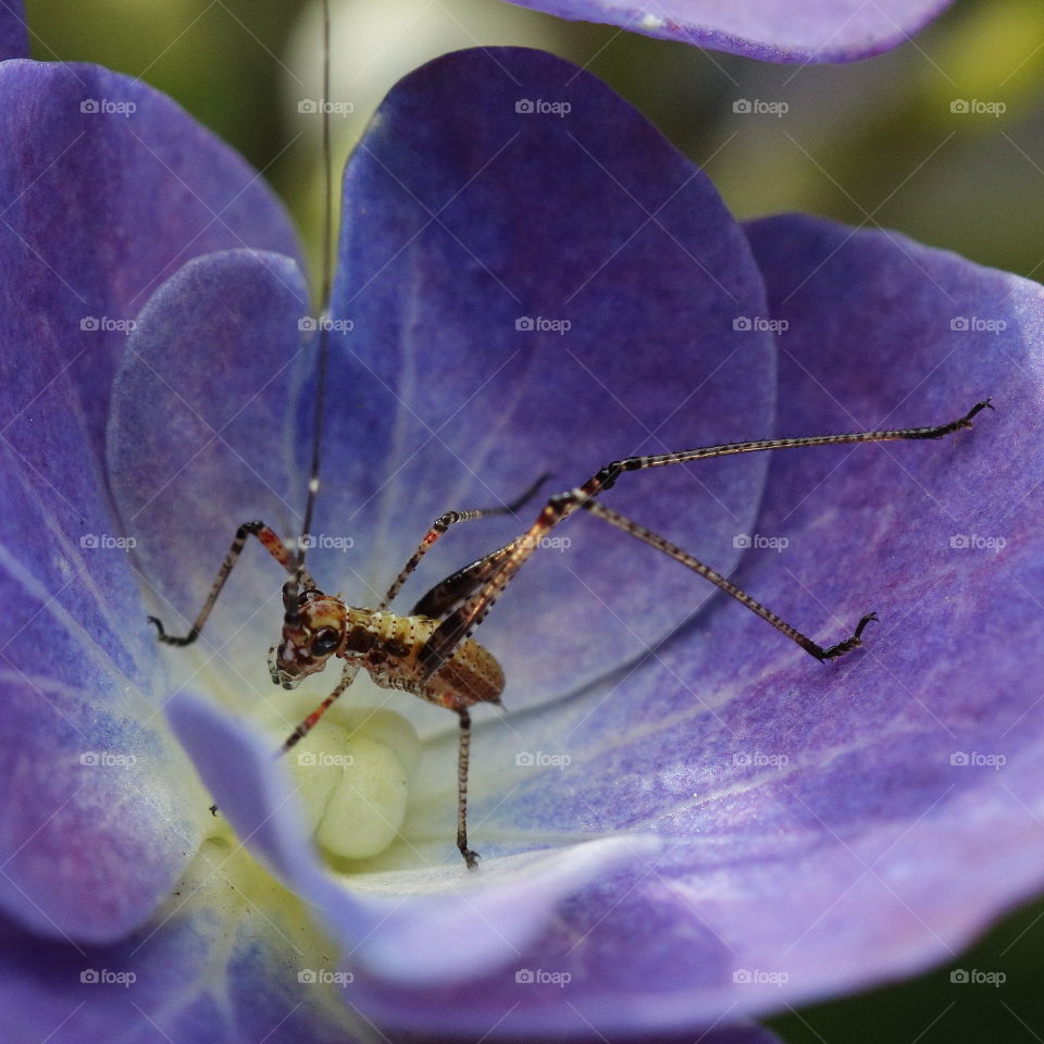 Long-legged cricket with long antenna nestled in a striking purple flower