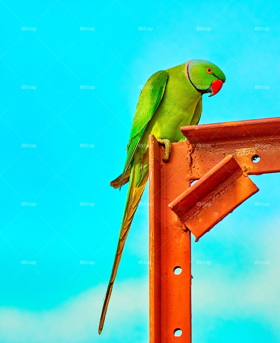 Bird photography  - parrot - India- morning light