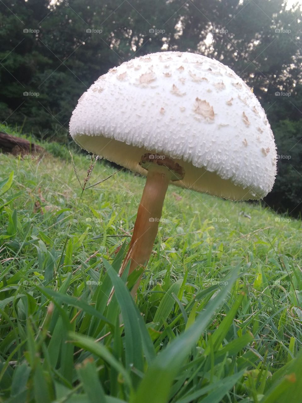 mushroom surprised me