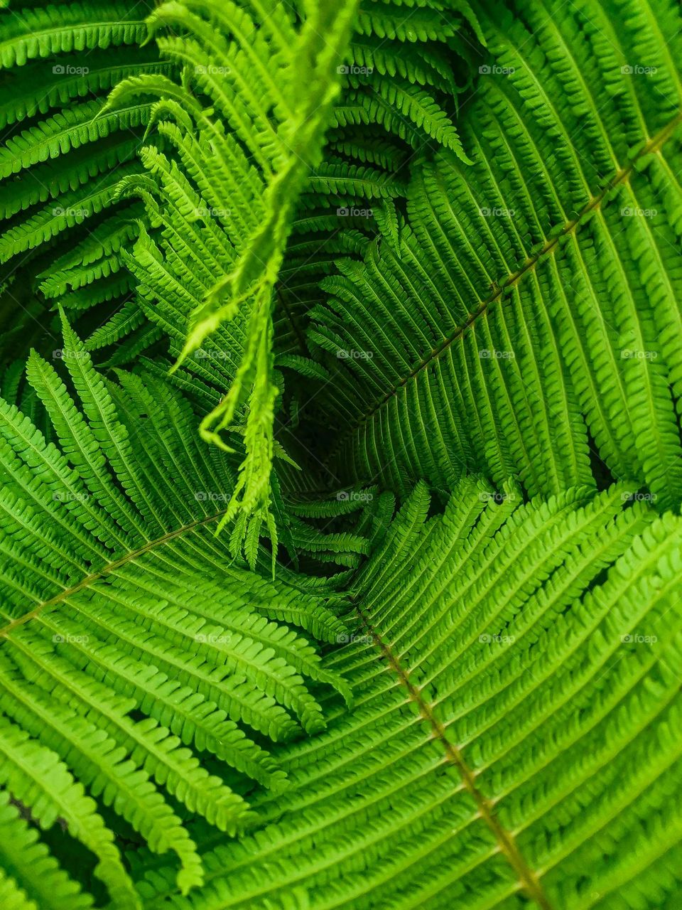 Unbelievably fresh and green fern somewhere in a peaceful, magic, and quiet forest