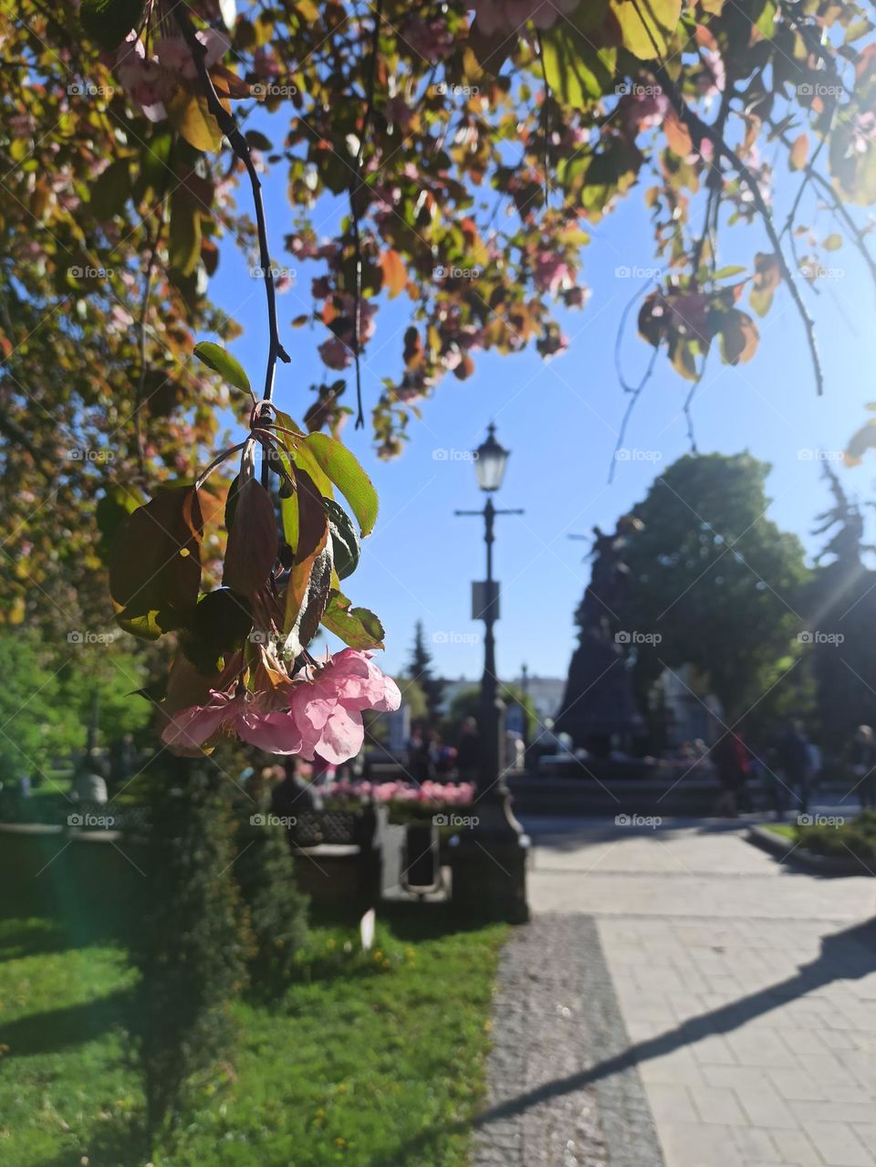 Urban Nature: plants