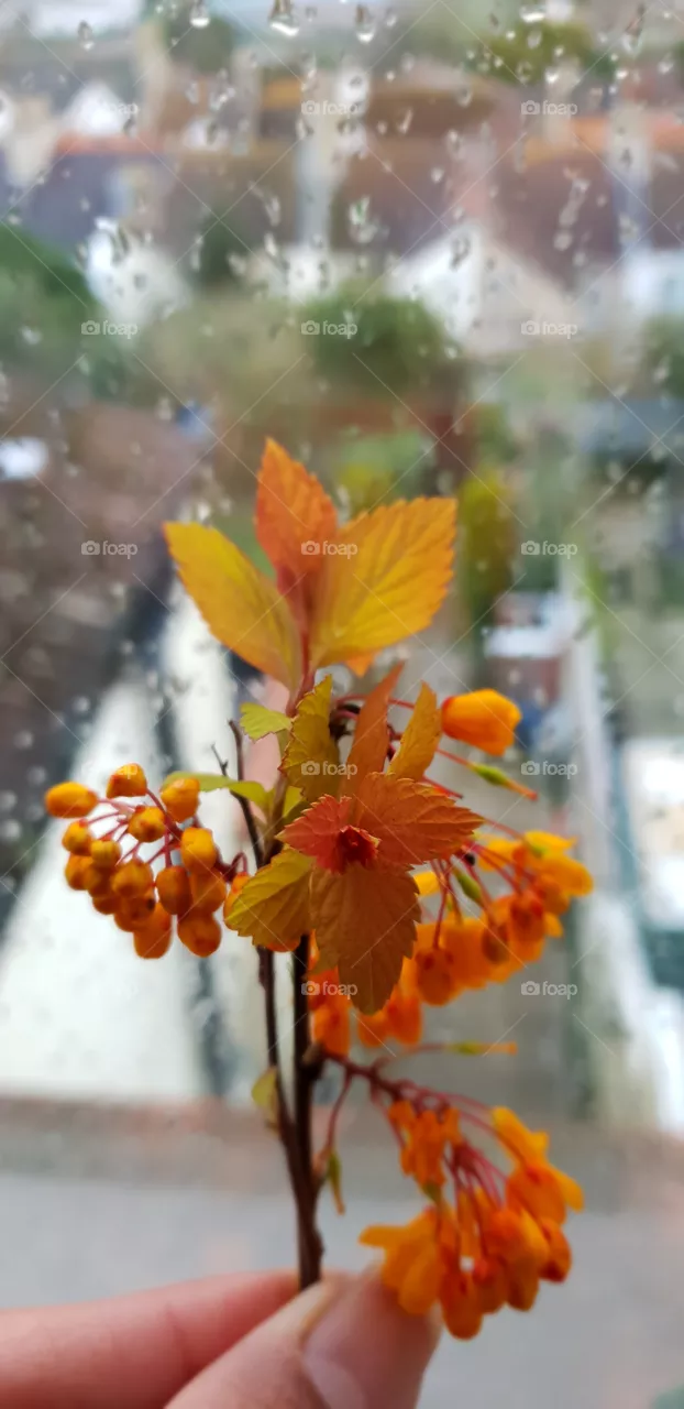 flowers
