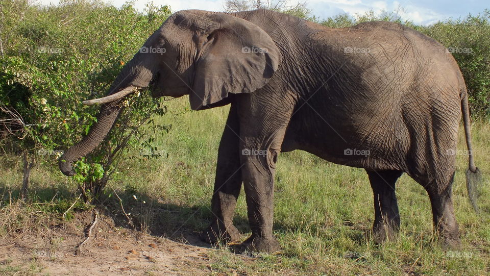 Elephant feeding