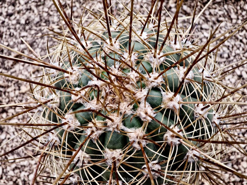 Cactus 