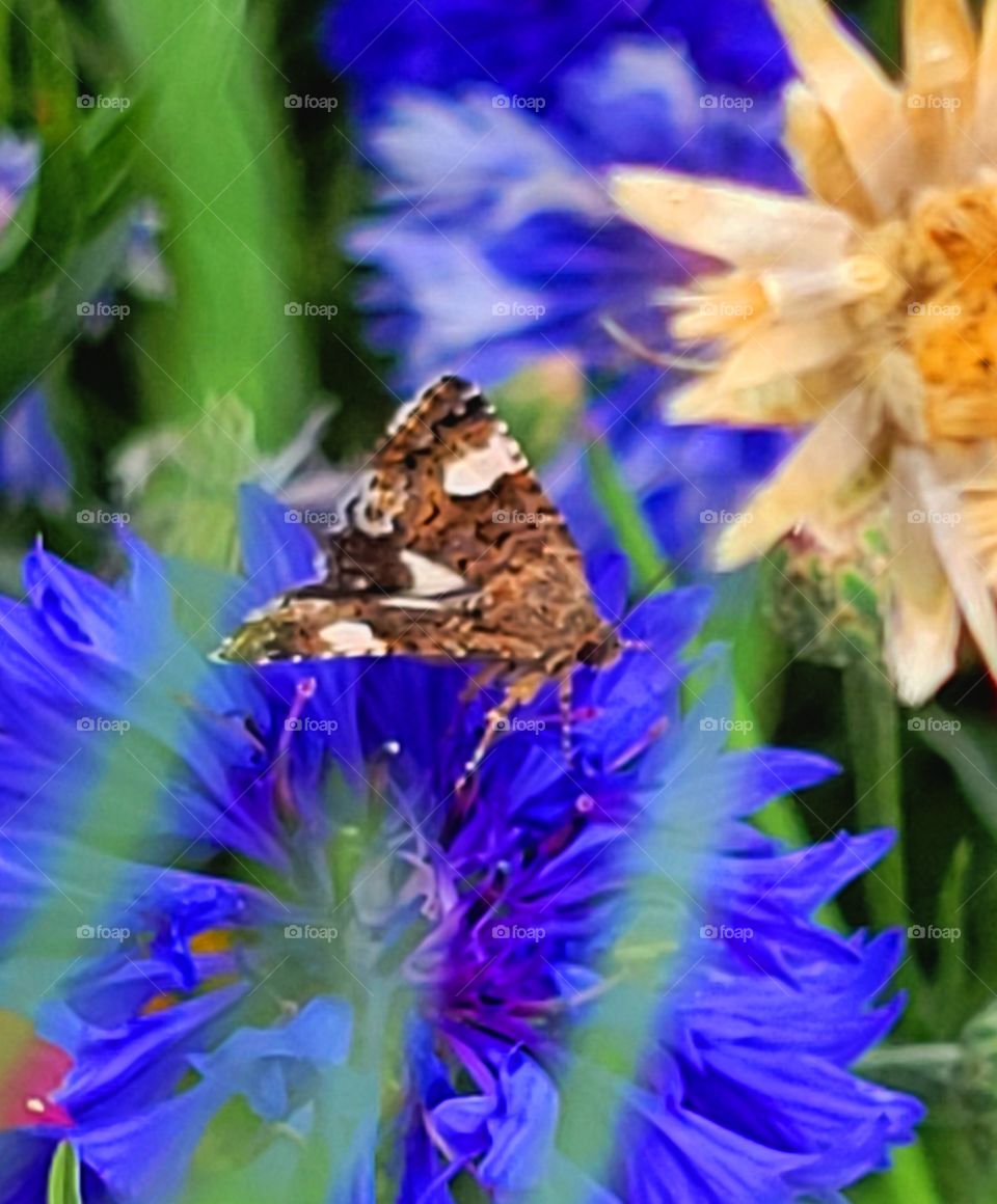 The Purple flower mother prophecies