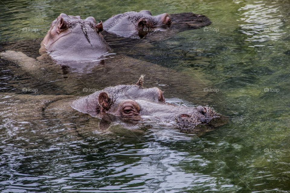 Hippo surfacing in the water