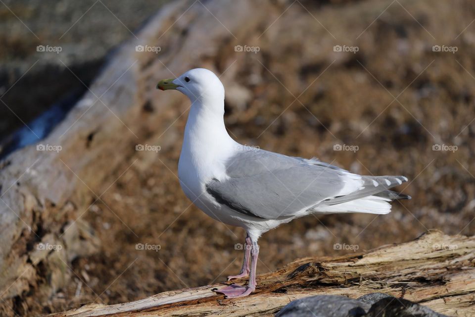 Beautiful seagull perched on a log 