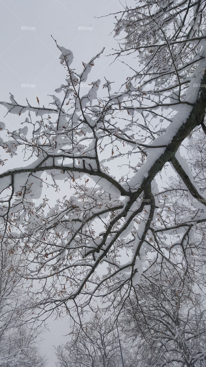 branch with snow.