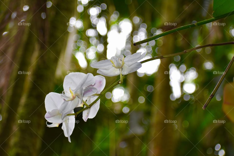 White orchids with a background of palm trees