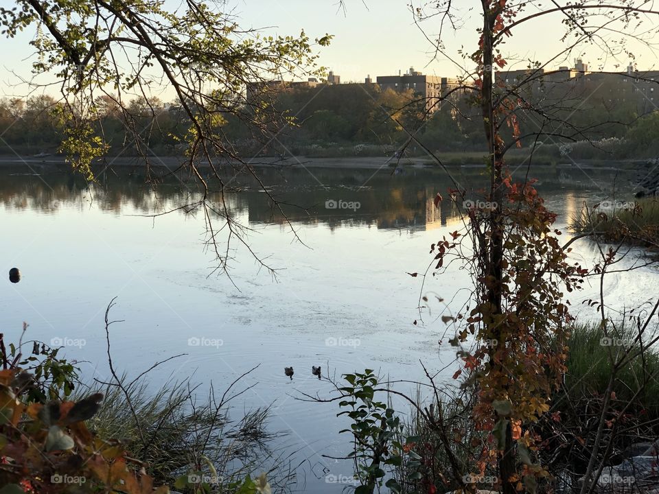 Beautiful trees surrounding a lake!