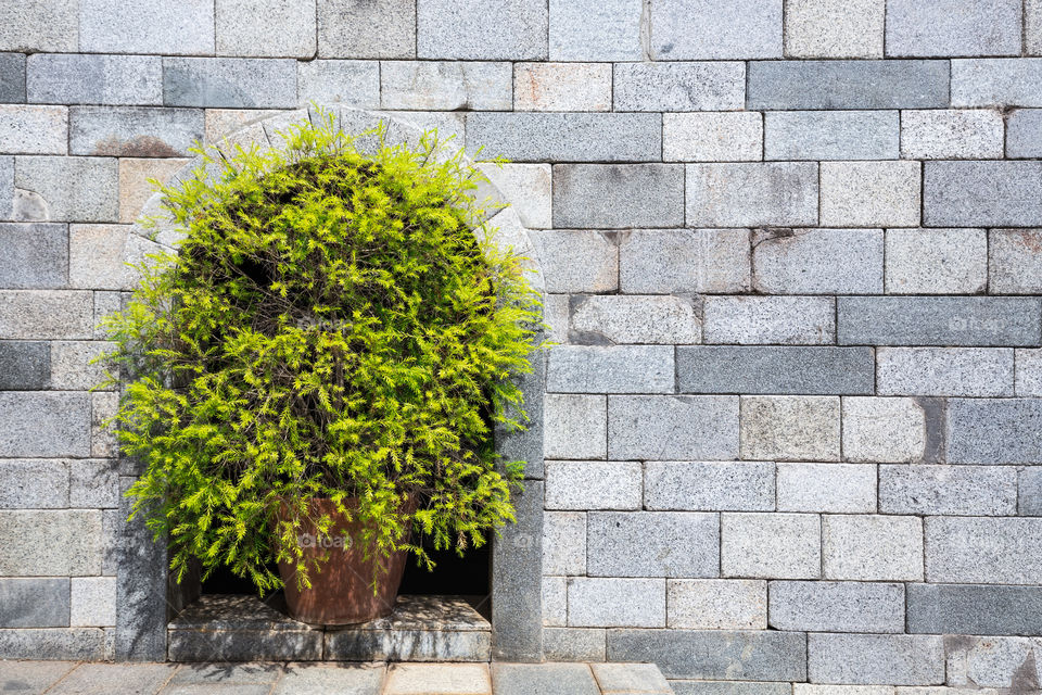 Decoration tree on the brick wall