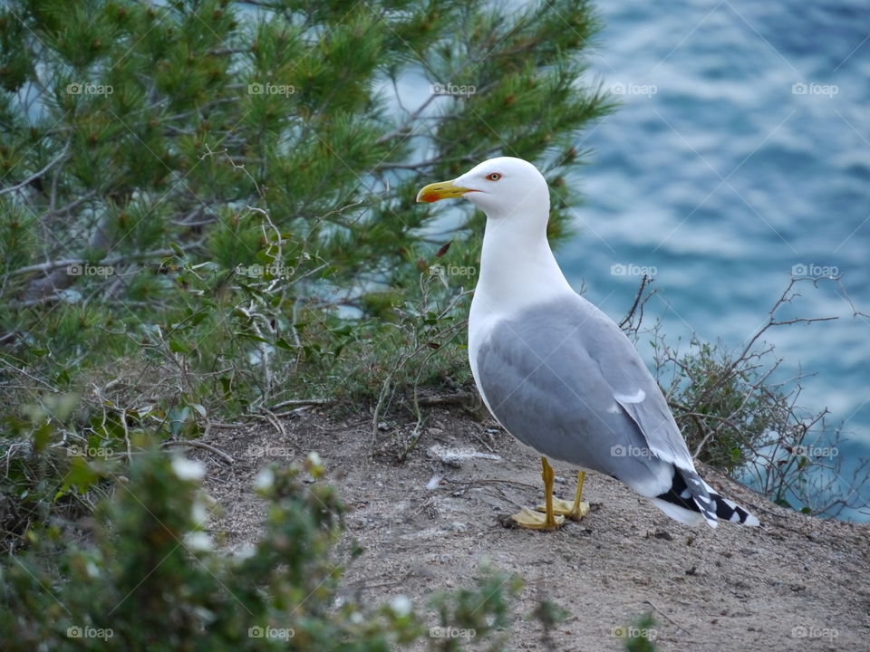 pájaro mar