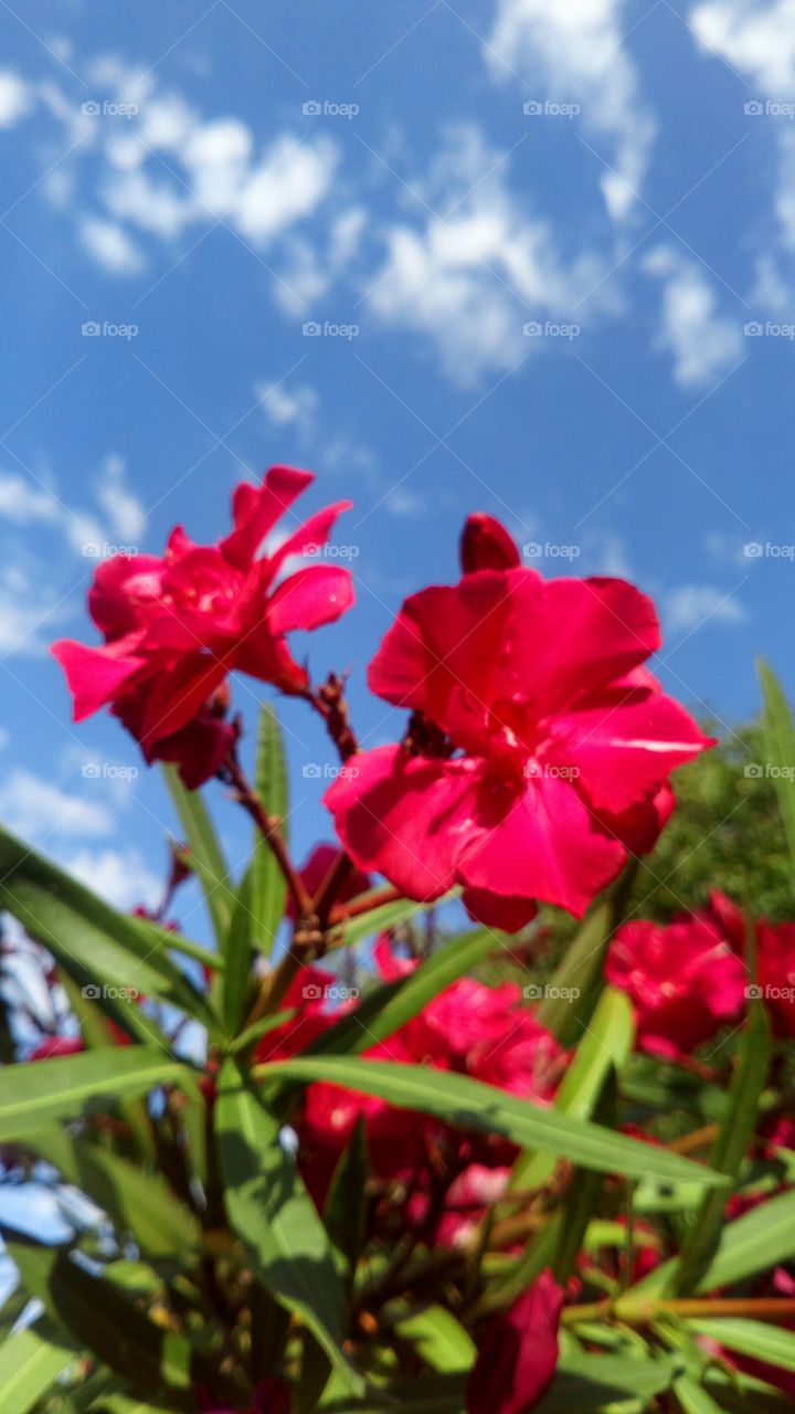 Color rojo flor naturaleza cielo