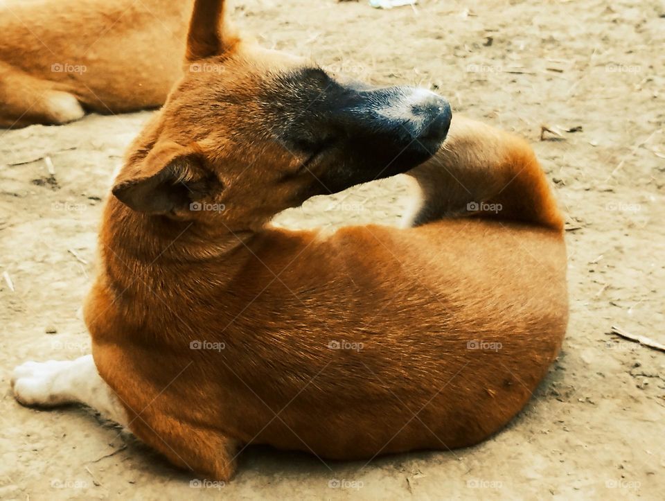 a small orange puppy