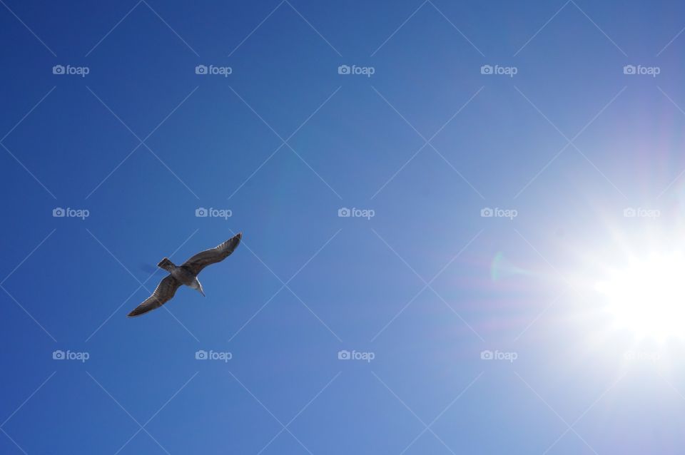 Seagull flying toward the sun.