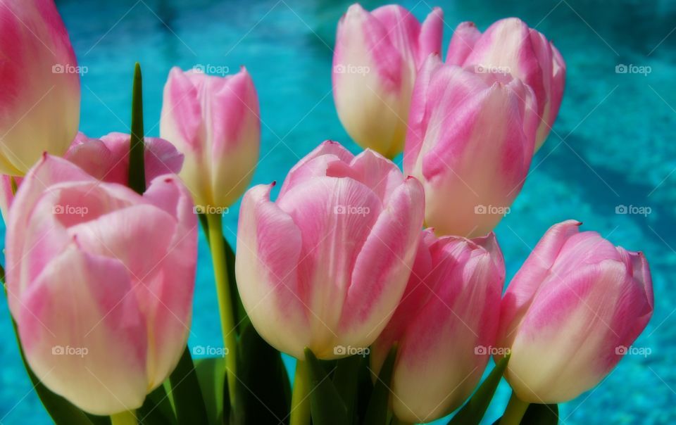 Tulips 